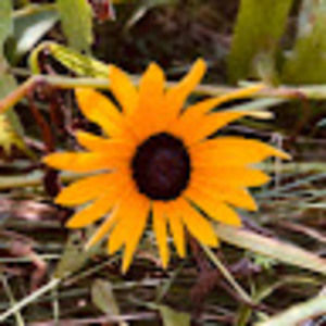 Meet your Posher, Aimee